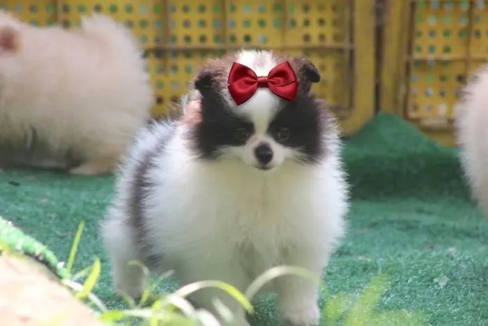 Lulu da pomeranea