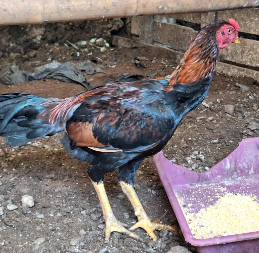 FRANGO INDIO TOP