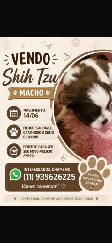 Vende-se Shih Tzu Macho 100% puro