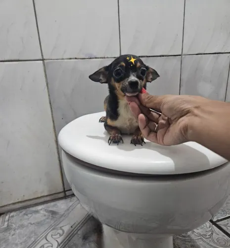 Pinscher macho 00 adulto