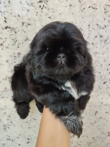 Filhote de Shih Tzu macho disponível! 