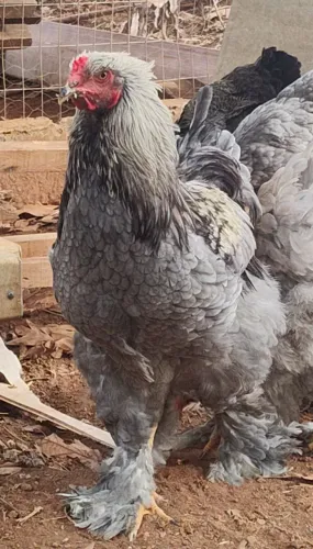 Aves Brahma 