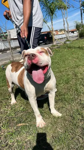 Doa-se Pitbull e Rotweiller