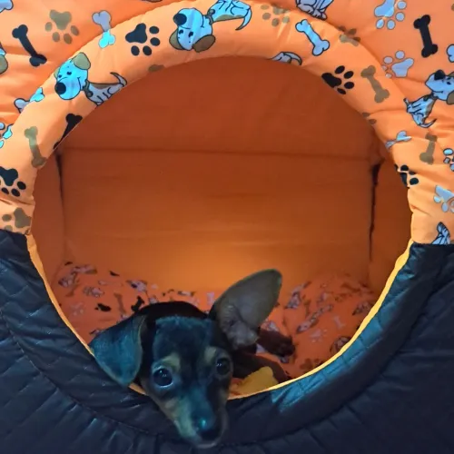 Pincher n? 1 , femea de 9 mês 