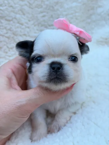 Chihuahua bolinha perfeita com procedência