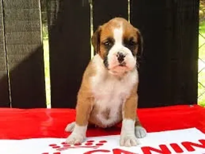 Boxer Fortes, brincalhõe