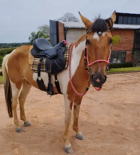 Égua Campolina _ cavalo