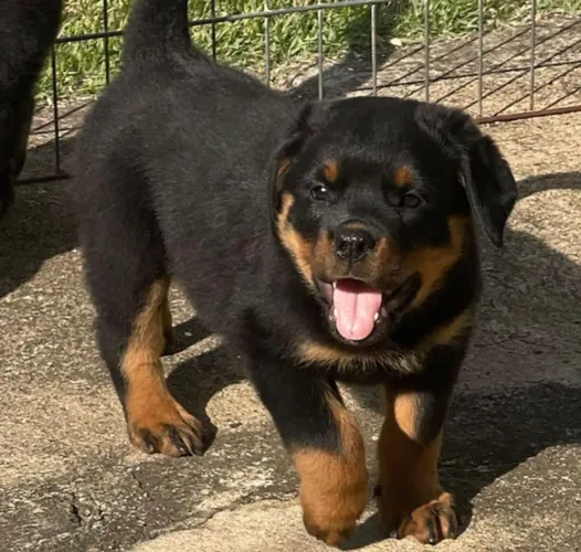 Rottweiler 