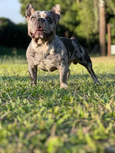 Filhotes American Bully