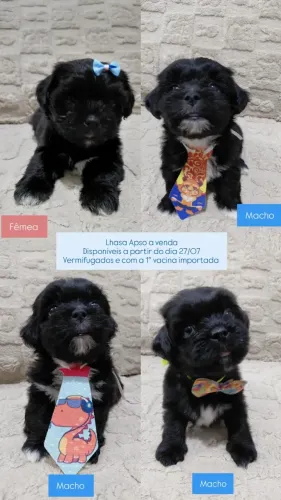 Filhotes de Lhasa Apso