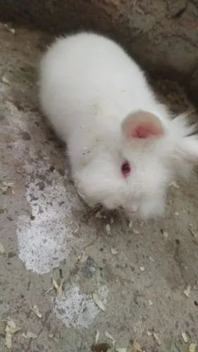 Porquinho da índia 