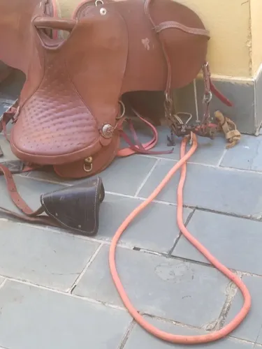 Cela de cavalo