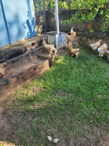 Frangos Brahmas Machos