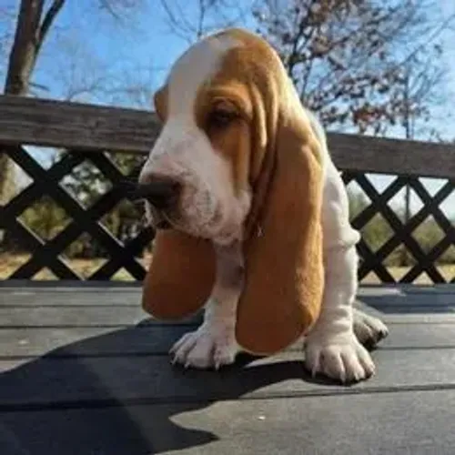 Basset Hound,Basset Hound Filhote Disponível Entrega Facilitada