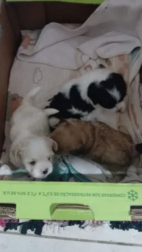 Vende se filhotes de ihasa