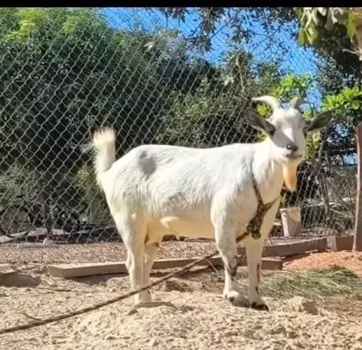 Vendo ou troco mini cabra