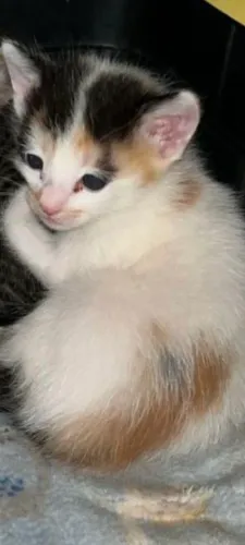 Lindos gatinhos ?