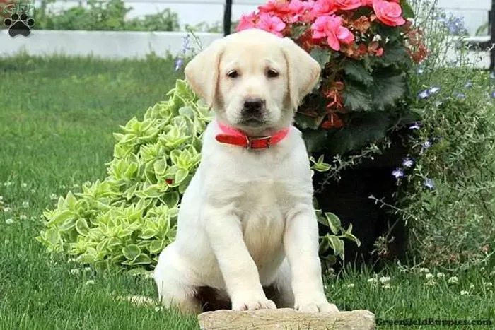 ?Labrador filhotes - ideais para família?