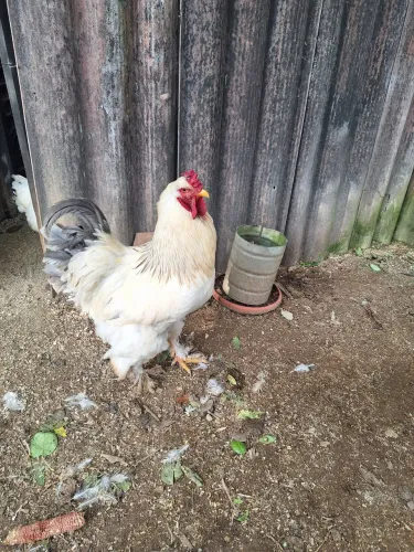 Galo Brahma