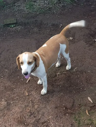 Beagle fêmea disponível