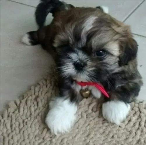 Shih Tzu Filhote disponível com pedigree e garantia