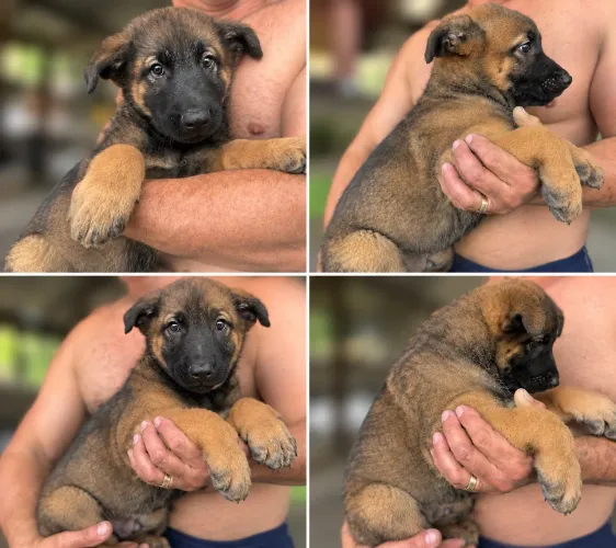 Pastor Belga Malinois