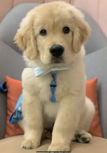 Cachorro filhote golden retriever pelagem densa dócil companheiro