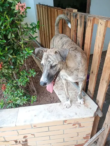 Cachorro castrado para adoção 