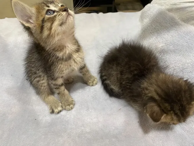 gatinha mestiça 