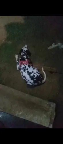 Vende-se cachorro dálmata 