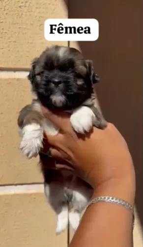 Shitzus disponíveis