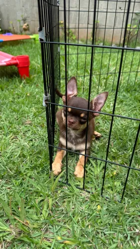 Chihuahua Chocolate Maravilhoso 