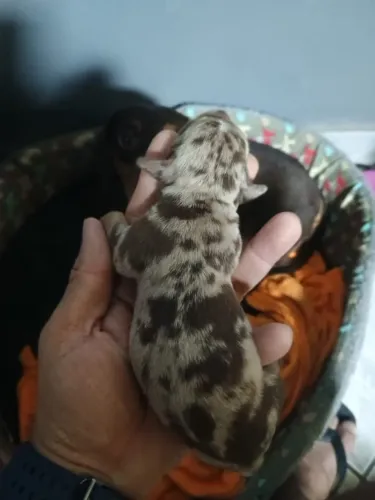 Filhotes dachshund mofadinho