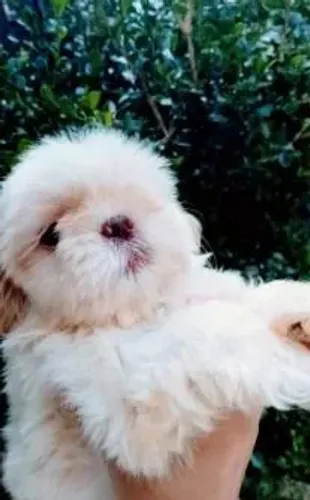 Shih tzu Cachorrinhos disponíveis com muito amor para dar