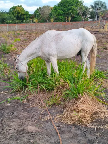 Cavalo Selado
