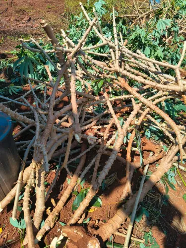 Rama de mandioca Amarela Gema de ovo extra macia