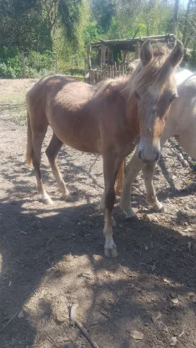 VENDO POTRO MACHO 