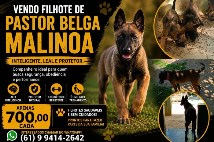 Filhote belga malinoa 
