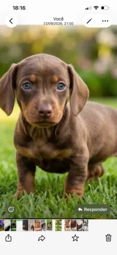Basset teckel salsinha Dachshund
