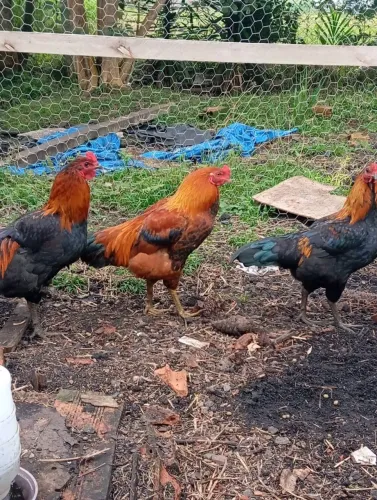 3 Galo caipira, 30$ a un 