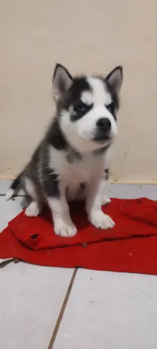Filhote husky siberiano