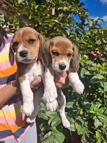 beagles filhotes fofos