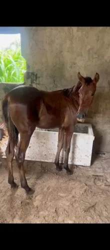 Vende-se ou troca porda bem mestiça de manga larga apenas 8 mês
