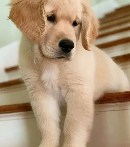 Filhotes de Golden Retriever | Um charme que impressiona fácil!