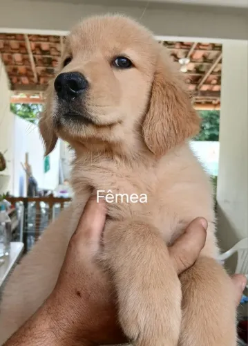 Filhote de Golden Retriever