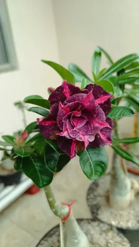 Rosa do deserto enxertada escura e multi pétalas