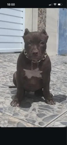 Cachorro Pit Monster