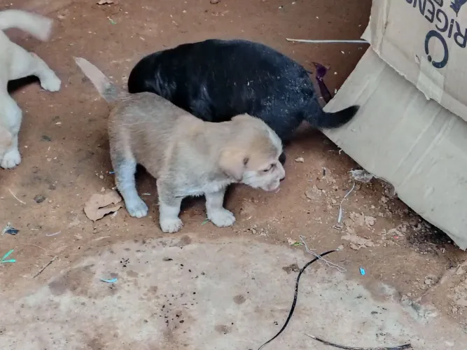 Doação de cachorros