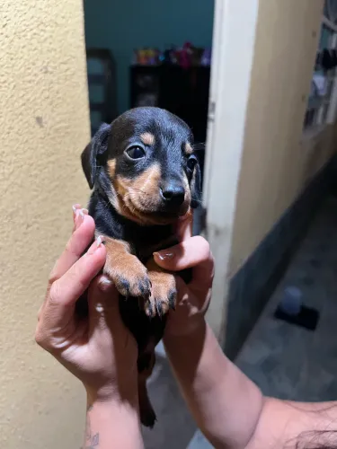 Filhotes de salsicha ( Dachshund )
