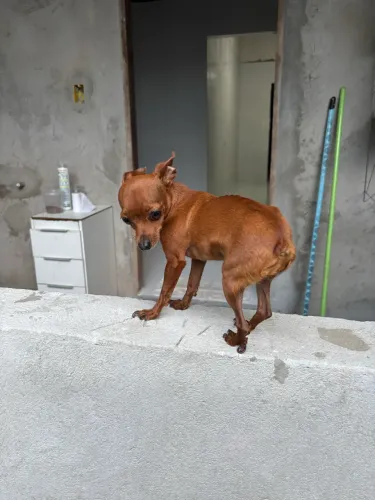 Pinscher fêmea 